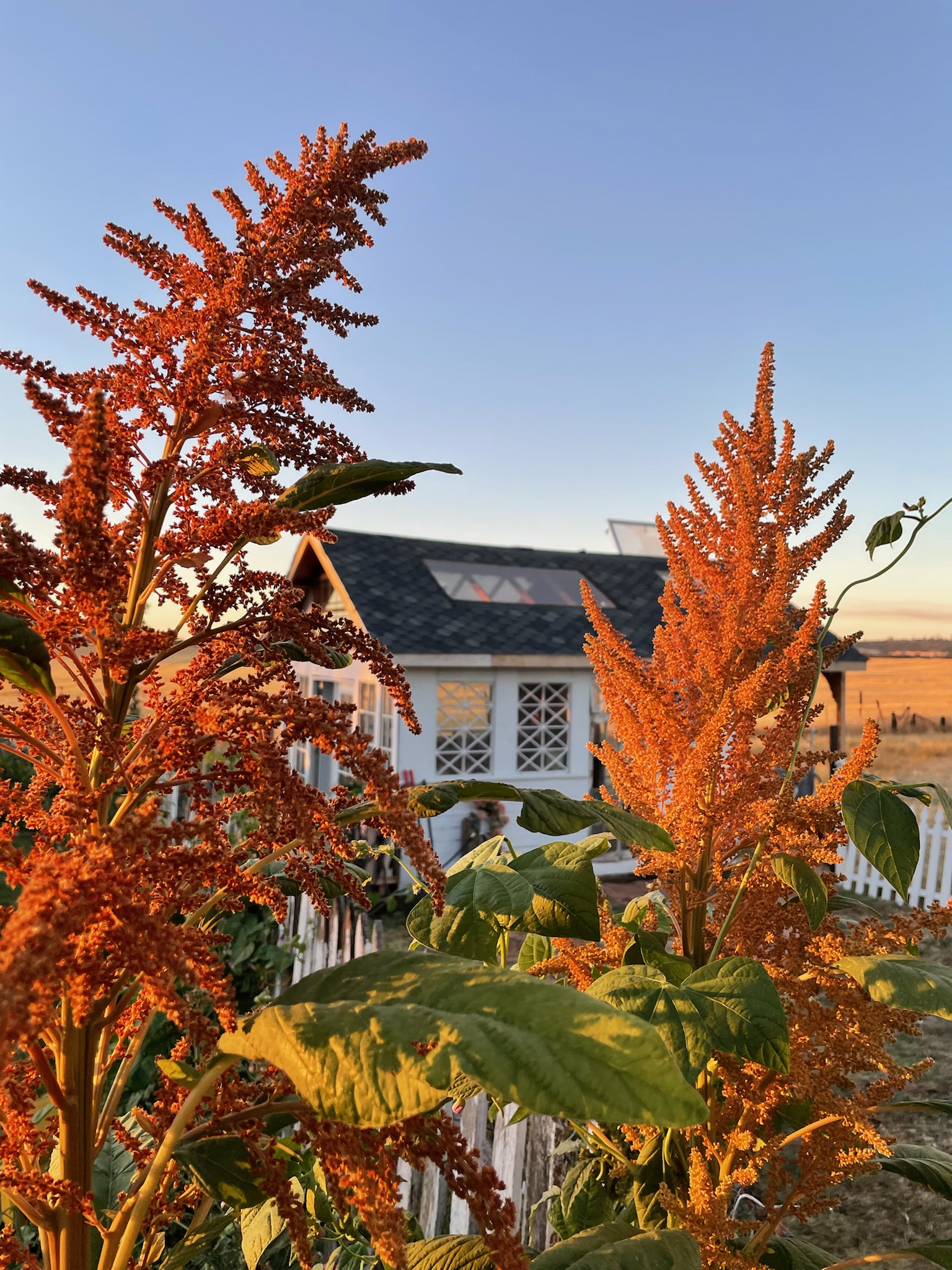 Amaranth: Hot Biscuit