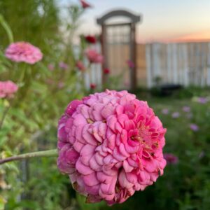 Amelia Pink Zinnia Mix - Image 2