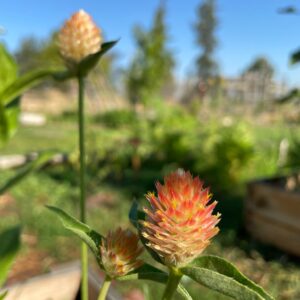 Gomphrena - Image 7
