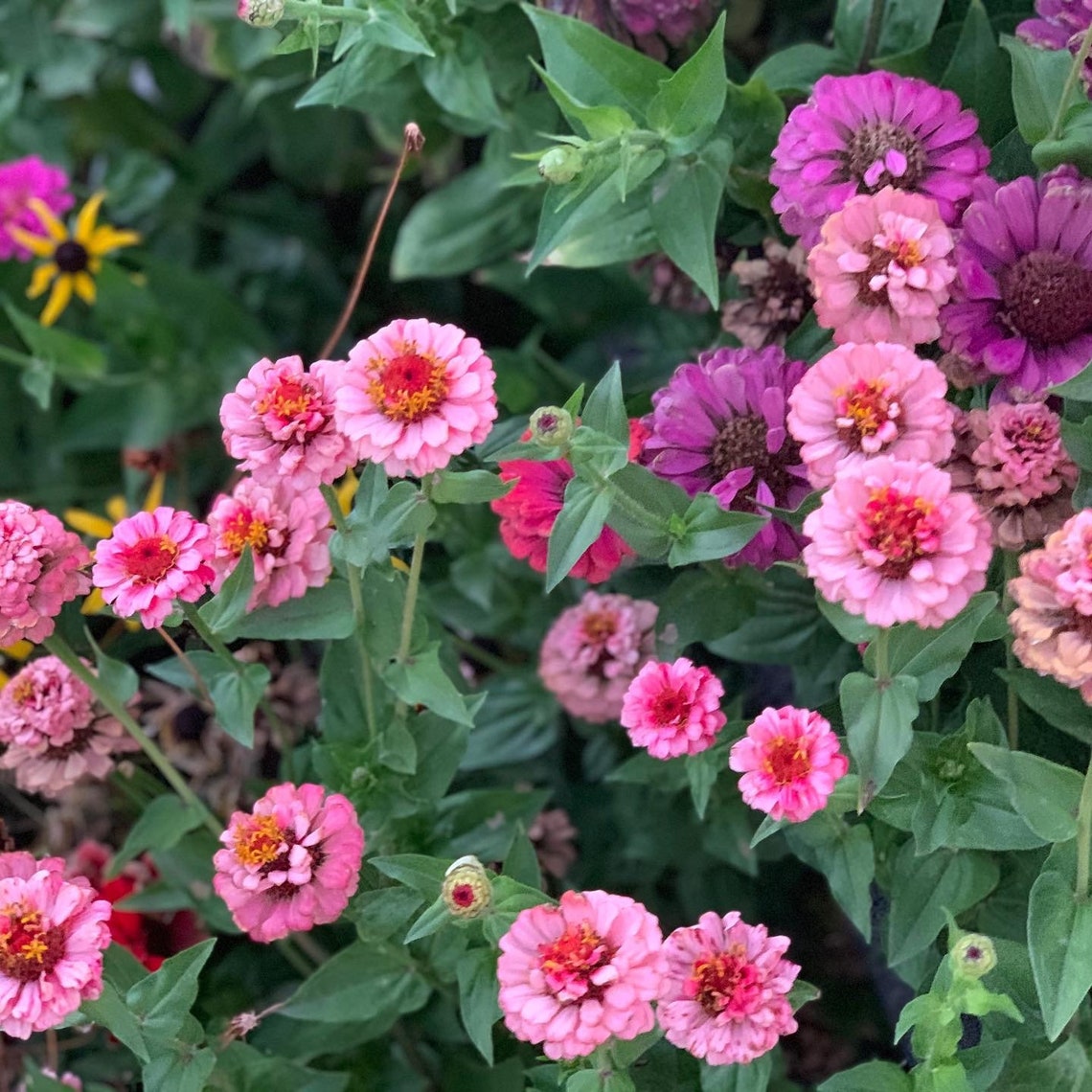 Amelia Pink Zinnia Mix