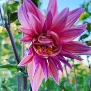 Storyteller Dahlia Seed - Image 5