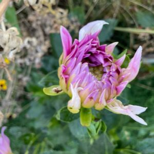 Storyteller Dahlia Seed - Image 7