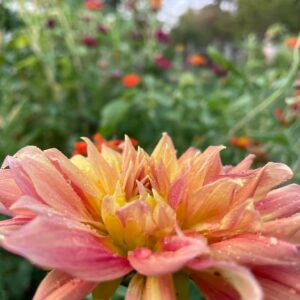 Storyteller Dahlia Seed - Image 6