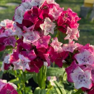 Sweet William/Dianthus - Image 2