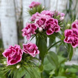 Sweet William/Dianthus - Image 3