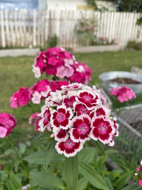 Sweet William/Dianthus
