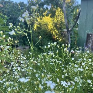 Gypsophila - Image 2