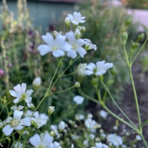 Gypsophila - Image 3