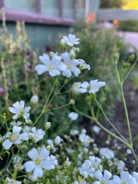 Gypsophila