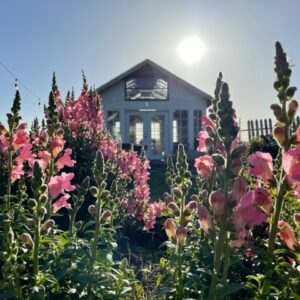 Snapdragons - Image 2