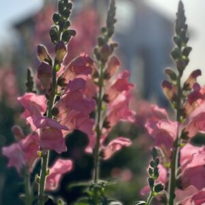 Snapdragons - Image 3