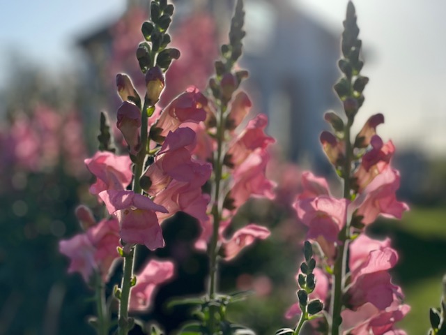 Snapdragons