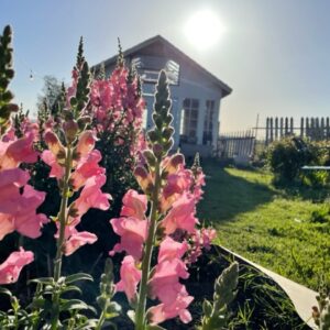 Snapdragons - Image 4